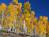 Pando, el árbol de más de 40 hectáreas