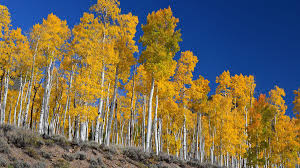 Pando, el árbol de más de 40 hectáreas