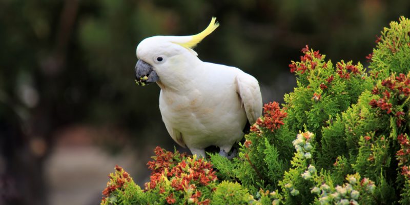 FLORA Y FAUNA