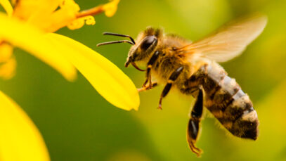 La Importancia de las Abejas