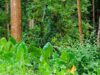 por_que_es_importante_la_conservacion_de_los_bosques_tropicales_1480_orig