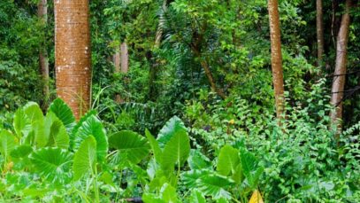 por_que_es_importante_la_conservacion_de_los_bosques_tropicales_1480_orig
