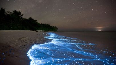 El fascinante mundo de los océanos